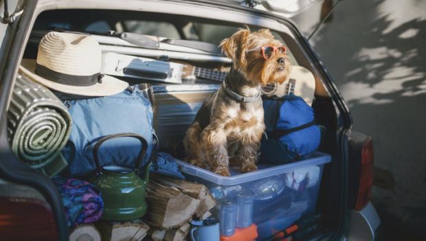 Campsites That Allow Dogs